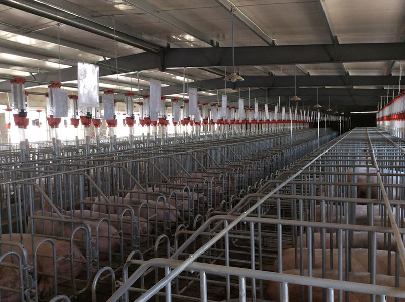 養(yǎng)豬工程案例(圖2) 養(yǎng)豬工程案例(圖2)